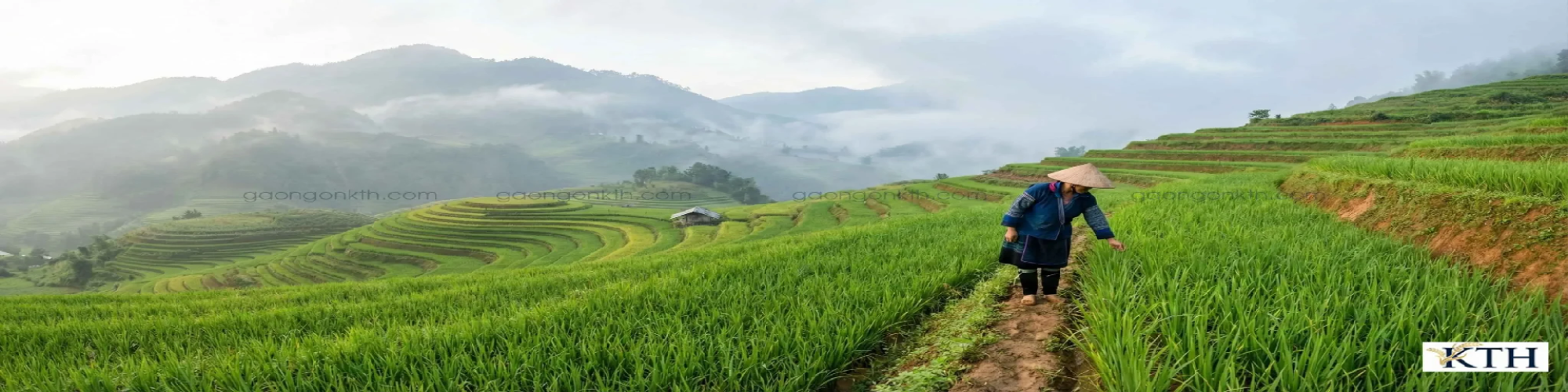 gaongonkth