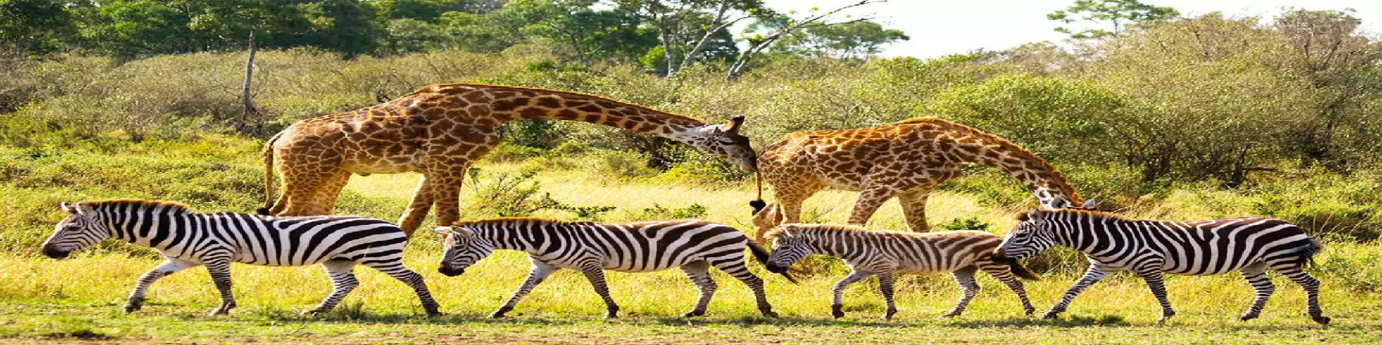 biodiversity