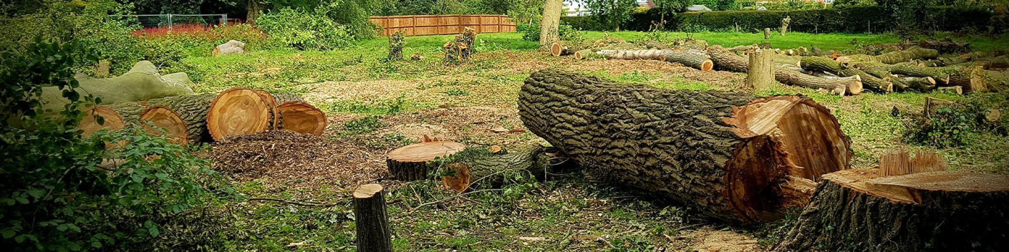 Treecology Arboriculture