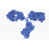 Norovirus Antibodies